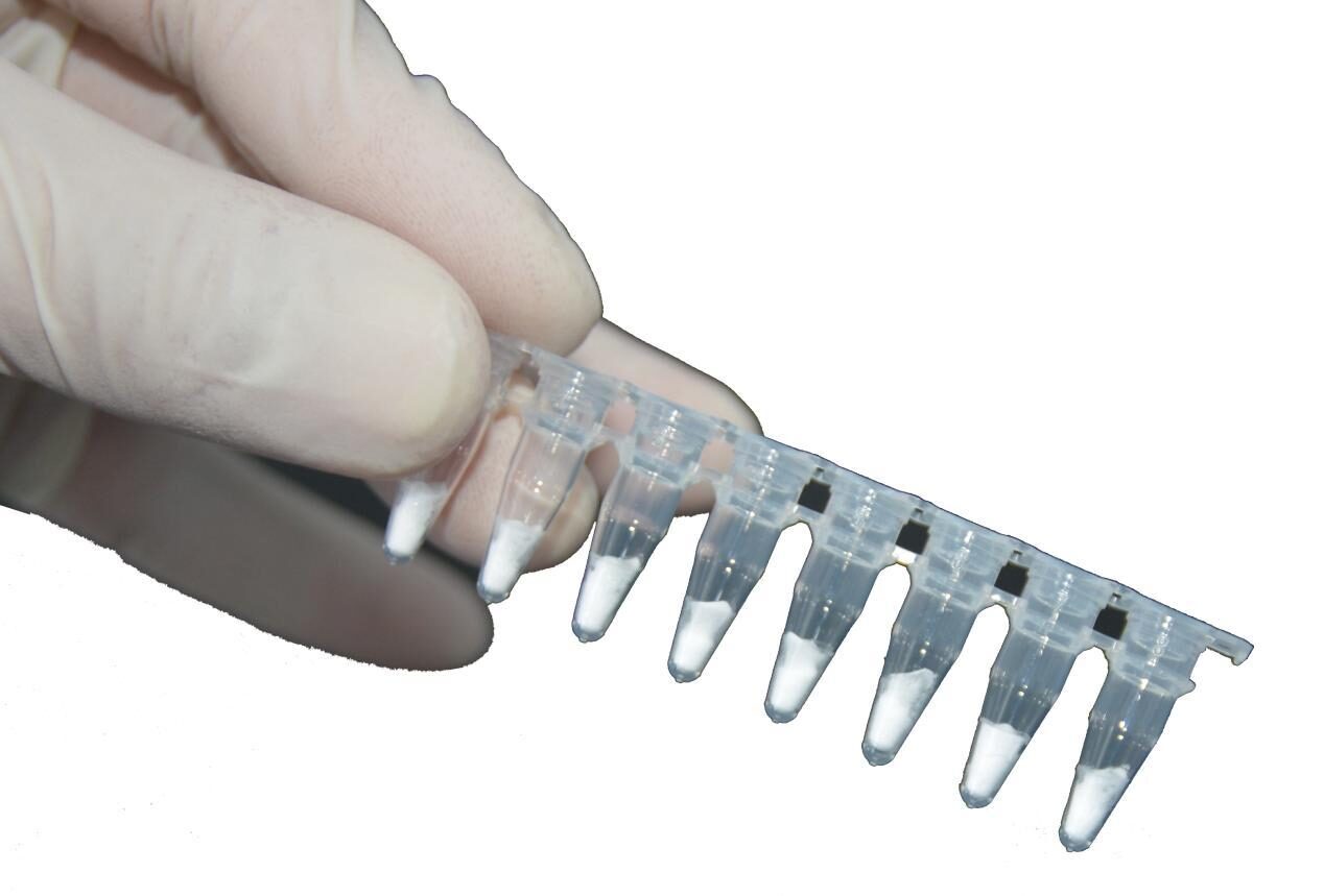 Gloved hand holding an 8-tube strip of lyophilised RAA reagent pellets